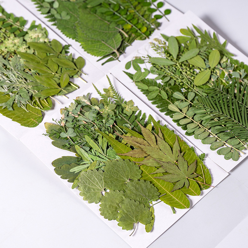 Pressed Flower Frame - 1Set 35pcs Pressed Dried Flower Mixed