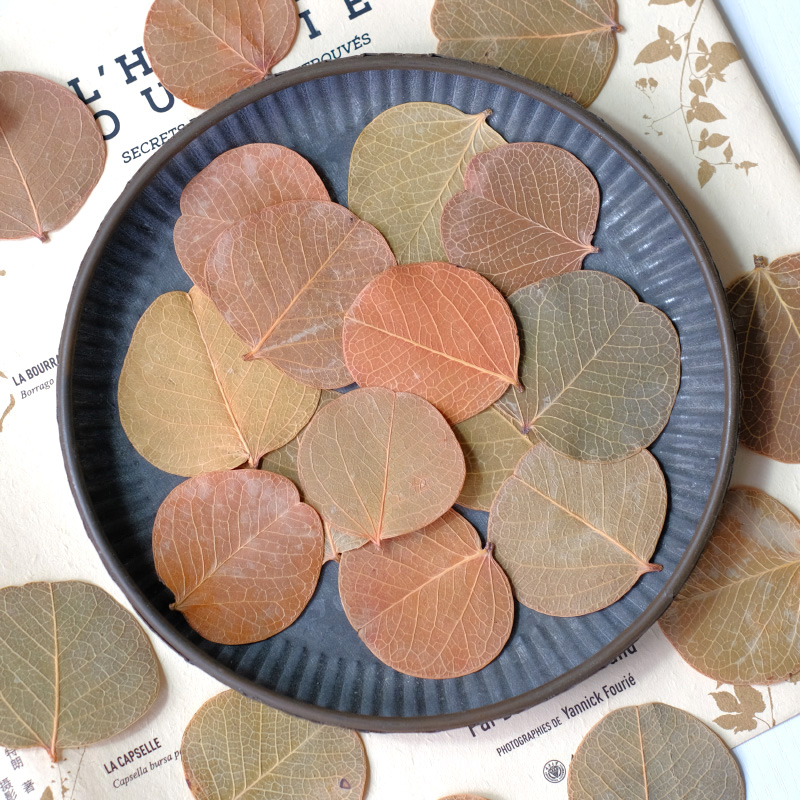 Pressed Flower Frame - 3-5cm/12pcs,Pressed flower dried Brazilian round leaves,aromatherapy