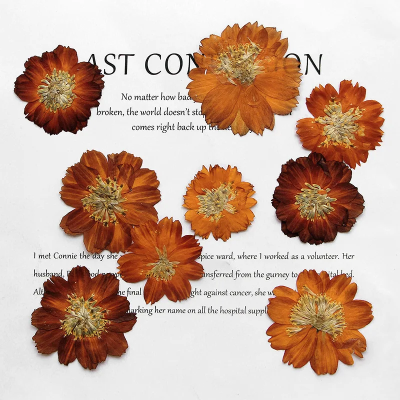 Pressed Flower Frame - 12pcs/3-5cm,Nature pressed Thiohua Chrysanthemum,retro color dry
