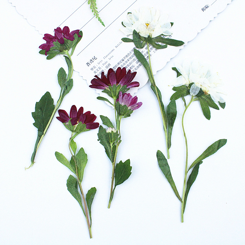 Pressed Flower Frame - 24pcs,Mini Chrysanthemum Pressed Dried Flowers for