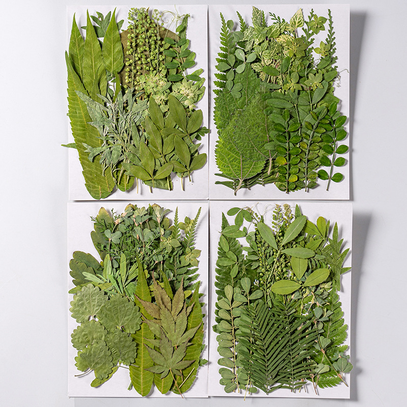 1Set 35pcs Pressed Dried Flowe - Pressed Flower Frame ulasan dan harga
