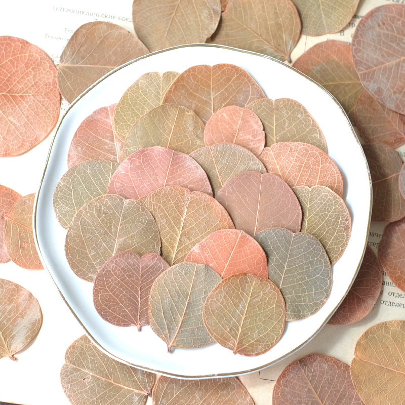 3-5cm/12pcs,Pressed flower dri - Pressed Flower Frame ulasan dan harga