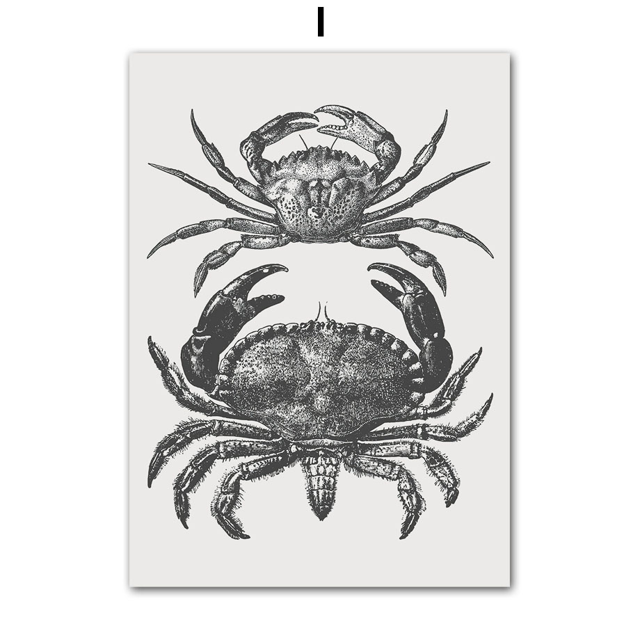 2026 Black Series Marine Biolo - Home Decor Trend 2026 ulasan dan harga