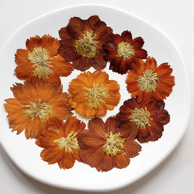12pcs/3-5cm,Nature pressed Thi - Pressed Flower Frame ulasan dan harga