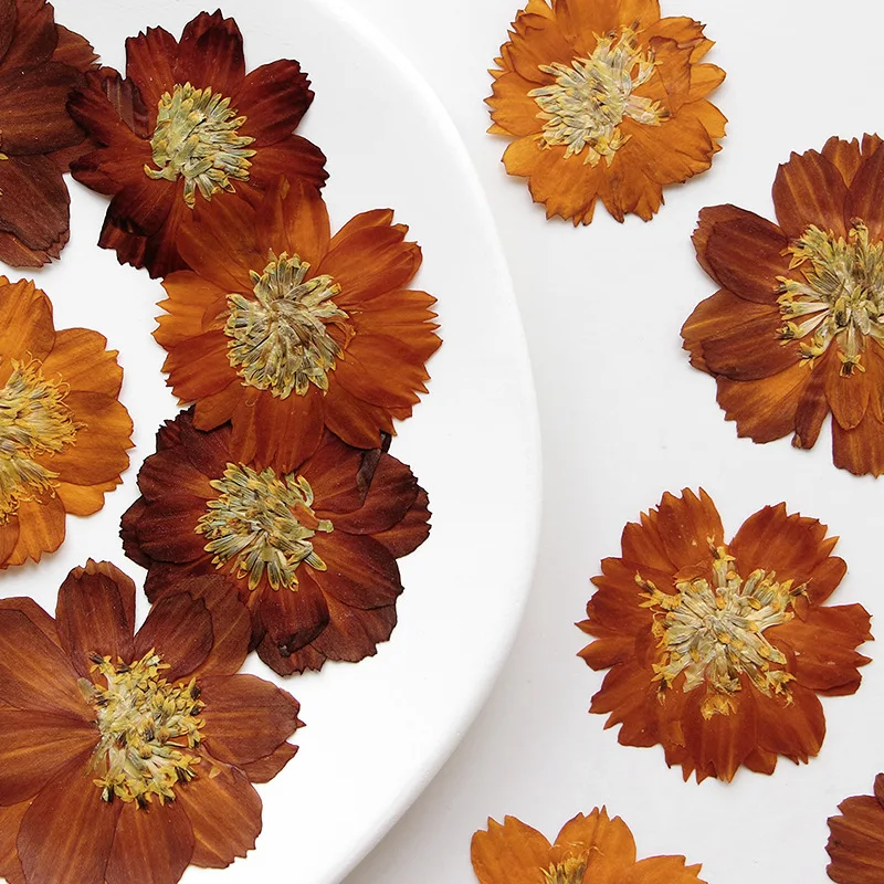 12pcs/3-5cm,Nature pressed Thi - Pressed Flower Frame ulasan dan harga