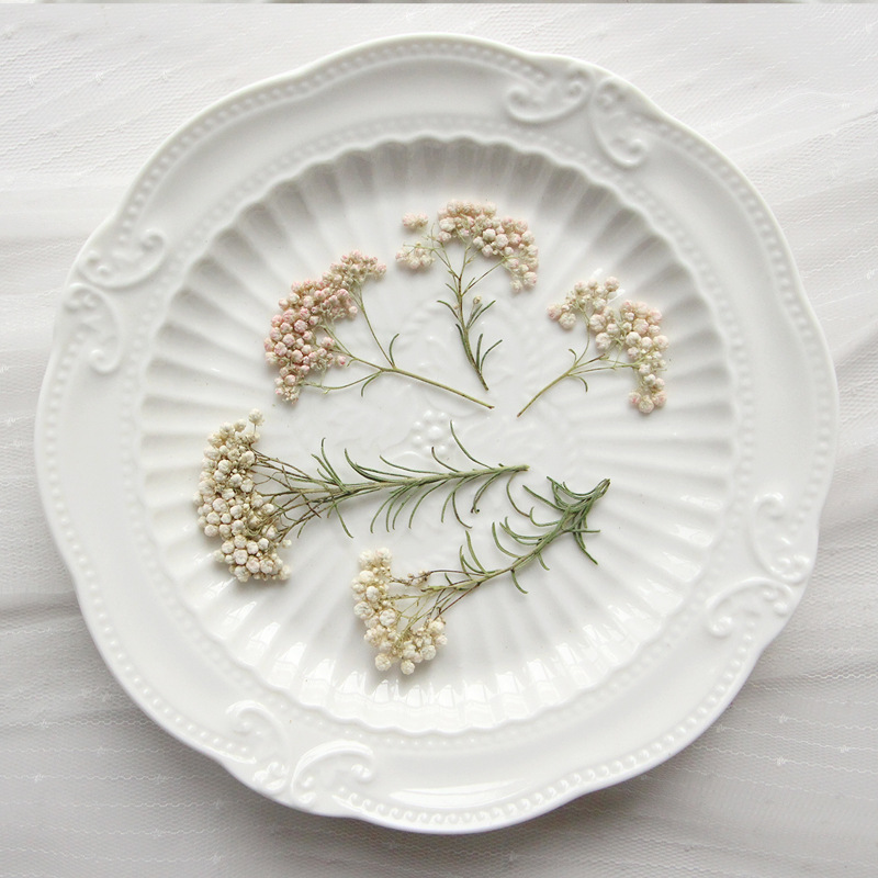 12pcs, Nature Millet Flower Br - Pressed Flower Frame ulasan dan harga
