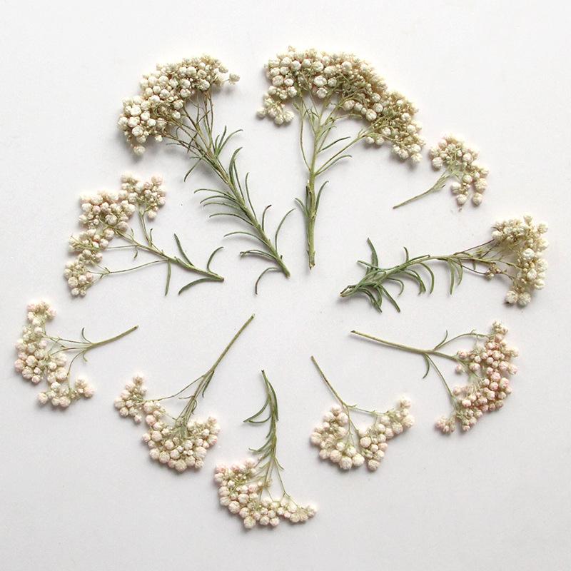 12pcs, Nature Millet Flower Br - Pressed Flower Frame ulasan dan harga