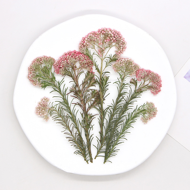 12pcs, Nature Millet Flower Br - Pressed Flower Frame ulasan dan harga