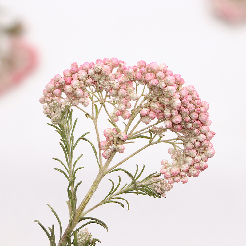 12pcs, Nature Millet Flower Br - Pressed Flower Frame ulasan dan harga