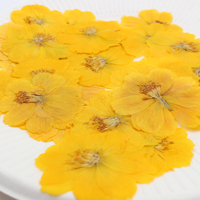 6pcs,Pressed Real Sulfur Cosmo - Pressed Flower Frame ulasan dan harga