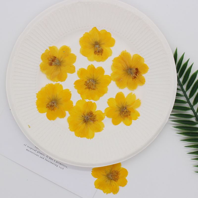6pcs,Pressed Real Sulfur Cosmo - Pressed Flower Frame ulasan dan harga