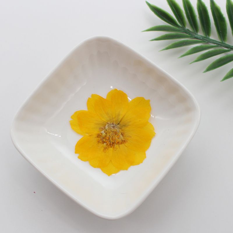 6pcs,Pressed Real Sulfur Cosmo - Pressed Flower Frame ulasan dan harga
